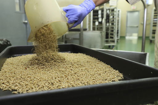 In this Jan. 2024 photo provided by The Panama-United States Commission for the Eradication and Prevention of Cattle Screwworms (COPEG)