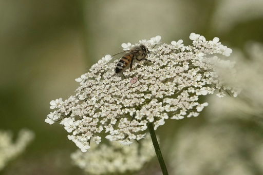 FILE - A bee sits on a flower in the rough of the 3rd fairway during the first round of the women's golf event at the 2024 Summer Olympics