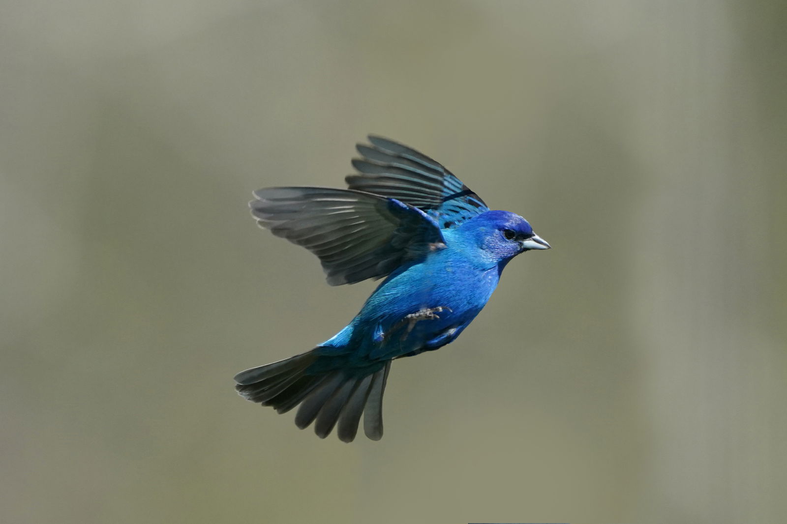 Indigo Buntings are a blue part of red, white and blue nature.