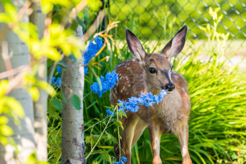 White-tailed Deer Fawn Eating Blue Flowers Close Up Wildlife Portrait