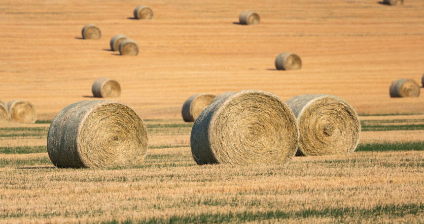 Golden Hay Bales in Scenic Alberta Farm Field Landscape