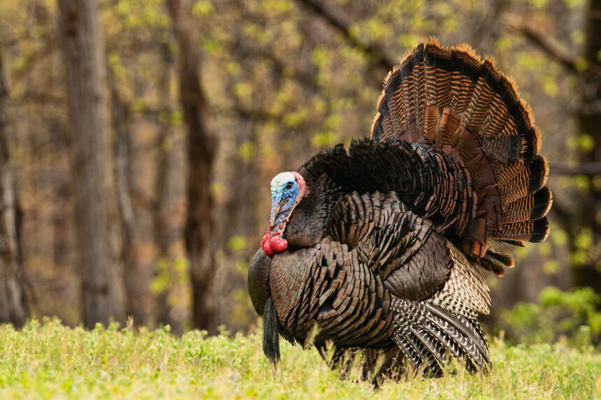 Tom Turkey in Full Bluster