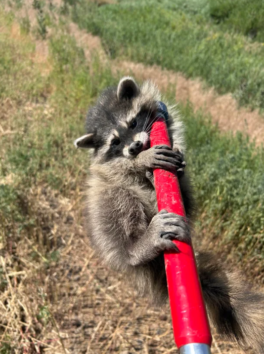 <i>KCNC/Arapahoe County Sheriff's Office via CNN Newsource</i><br/>A baby raccoon grabs onto a catch pole after being removed from the engine compartment of a semi-truck in Arapahoe County on July 15.