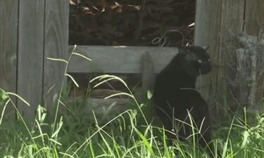 Shelly Toth found half of a cat discarded on her front lawn.