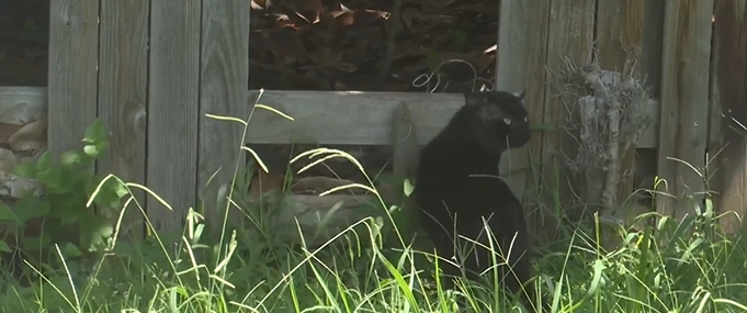 <i>KJRH via CNN Newsource</i><br/>Shelly Toth found half of a cat discarded on her front lawn.