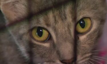 A Central Texas organization is working to search