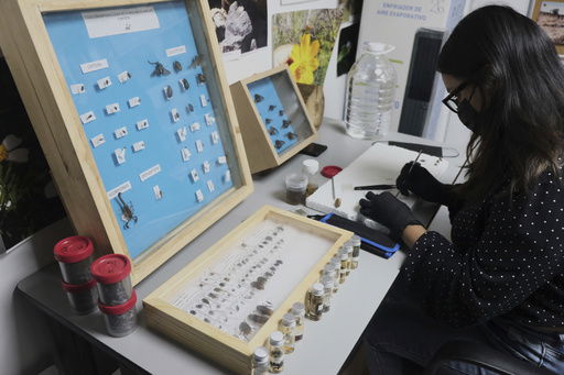 A specialist examines crawling creatures collected from clandestine graves as part of a research project to help locate missing people
