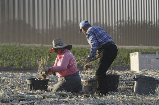 Seasonal laborers harvest onions on a privately owned ranch along the southern U.S. border in an unincorporated area 15 miles west of Columbus