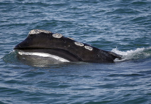 FILE - A North Atlantic right whale feeds on the surface of Cape Cod bay off the coast of Plymouth