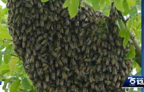 Another swarm of "killer bees" has been located in Alabama. On Monday