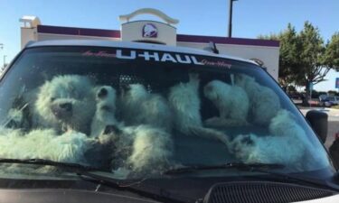 A welfare check resulted in the grisly discovery of 28 dead cats and another 106 "extremely emaciated cats" in a U-Haul van in Central California