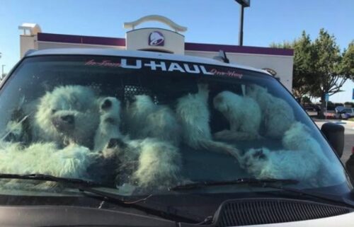 A welfare check resulted in the grisly discovery of 28 dead cats and another 106 "extremely emaciated cats" in a U-Haul van in Central California