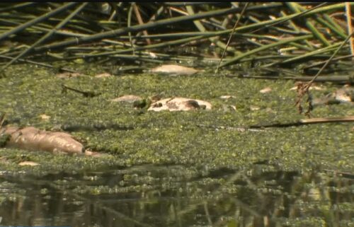 Orange County officials launched an investigation in Laguna Niguel Regional Park after local fishermen found a large number of dead bass floating in the water.