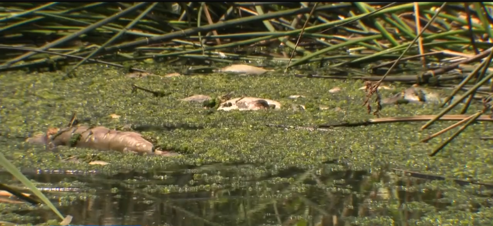 <i>KCAL/KCBS via CNN Newsource</i><br/>Orange County officials launched an investigation in Laguna Niguel Regional Park after local fishermen found a large number of dead bass floating in the water.