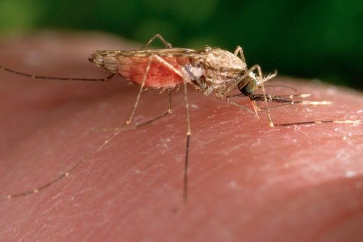 FILE - This 2014 photo made available by the U.S. Centers for Disease Control and Prevention shows a feeding female Anopheles gambiae mosquito
