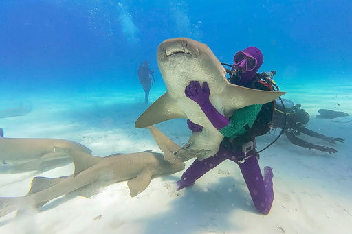 This image released by Warner Bros. Discovery shows Jamie Ferguson interacting with a shark in a scene from