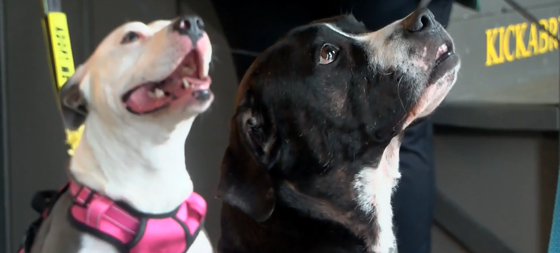 <i>WBBM via CNN Newsource</i><br/>Pet Pack Rescue