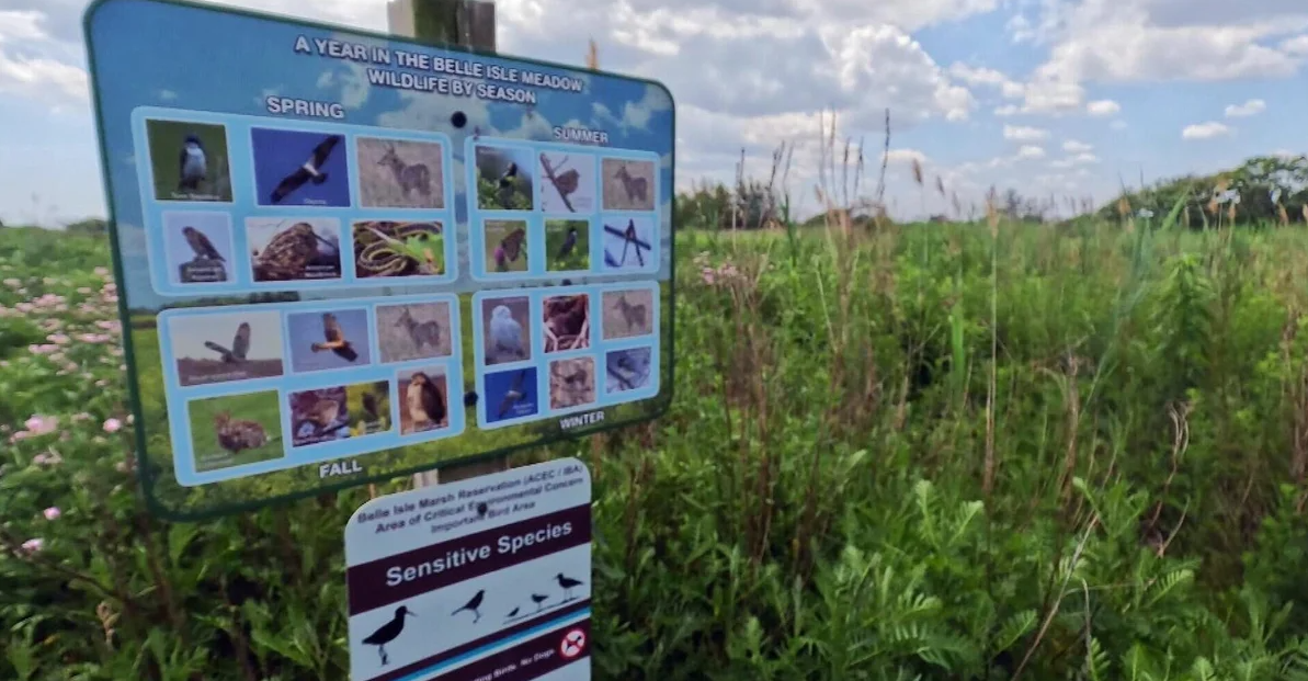 <i>WBZ via CNN Newsource</i><br/>Belle Isle Marsh Reservation is the largest remaining salt marsh in the Boston.