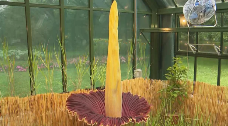 <i>WBZ via CNN Newsource</i><br/>The corpse flower at the Massachusetts Horticultural Society in Dover