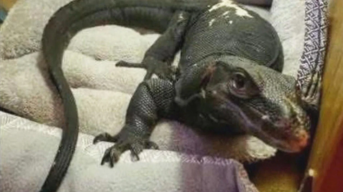 <i>WBZ via CNN Newsource</i><br/>Water monitor lizard that escaped a home in Webster