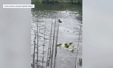 A woman accused of stealing more than $500 worth of merchandise from a Cape Coral Target was arrested after jumping into a canal to evade police.