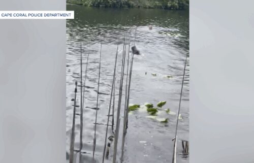 A woman accused of stealing more than $500 worth of merchandise from a Cape Coral Target was arrested after jumping into a canal to evade police.