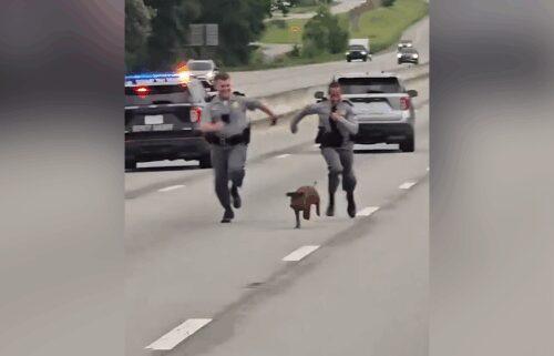 State troopers were called out for an animal in the road.
