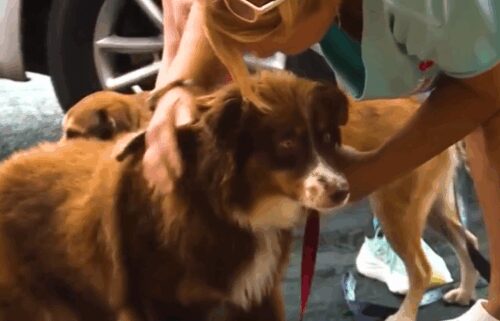 Nearly 200 dogs were mistreated