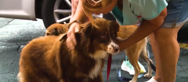 <i>WXII via CNN Newsource</i><br/>Nearly 200 dogs were mistreated