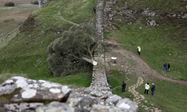 The largest part of the salvaged trunk of the Sycamore Gap Tree will be on display in a public "Coming Home" exhibition at The Sill: National Landscape Discovery Centre in northern England from July 4.