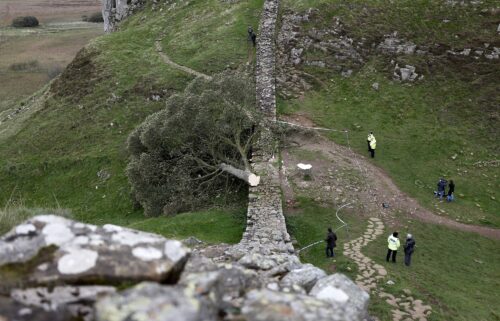 The largest part of the salvaged trunk of the Sycamore Gap Tree will be on display in a public "Coming Home" exhibition at The Sill: National Landscape Discovery Centre in northern England from July 4.