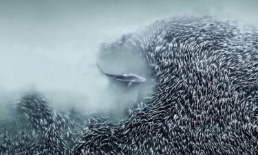 Pål Hermansen’s photograph of a polar bear and dead walrus on Svalbard won the drone award.