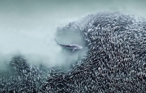 Pål Hermansen’s photograph of a polar bear and dead walrus on Svalbard won the drone award.