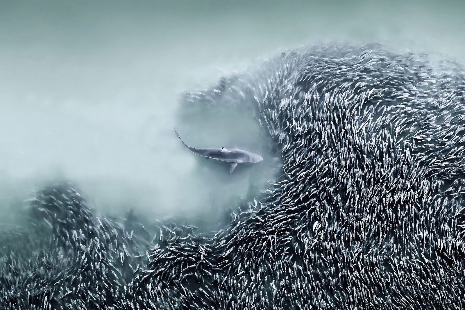 <i>Pal Hermansen/The Inaugural International Aerial Photographer of the Year via CNN Newsource</i><br/>Pål Hermansen’s photograph of a polar bear and dead walrus on Svalbard won the drone award.