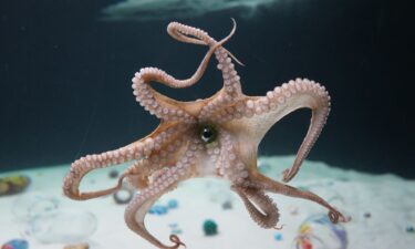 Octopuses are drawn to narrow spaces and can often be found in empty ceramic pots.