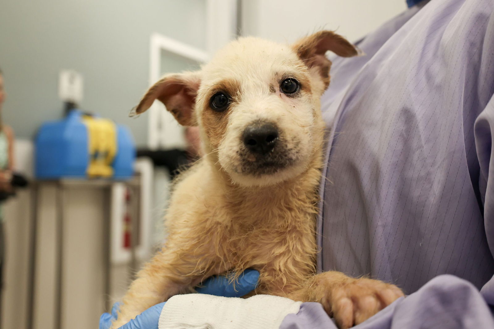 <i>PAWS Chicago via CNN Newsource</i><br/>Not available