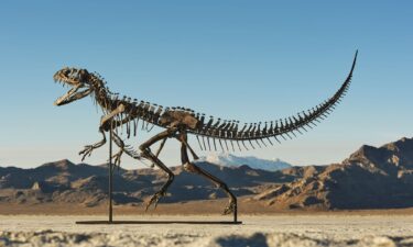 A human is pictured standing next to the fossil.