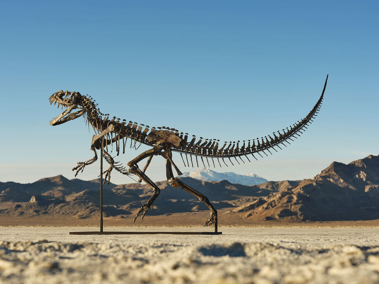 <i>Matthew Sherman via CNN Newsource</i><br/>A human is pictured standing next to the fossil.