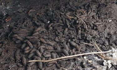 Lead author Melanie Beasley captured this image of a "maggot mass" for a follow-up study related to the newly released paper.