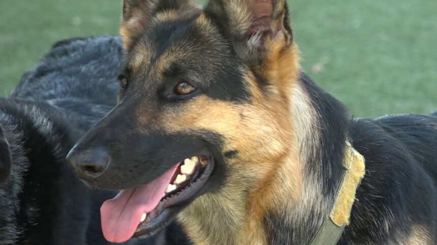 German Shepherd