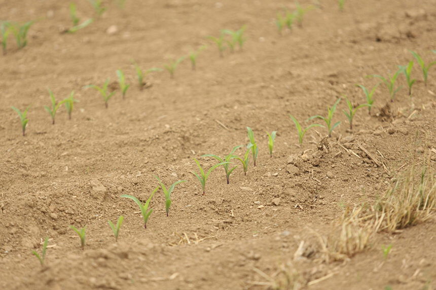 dry dirt