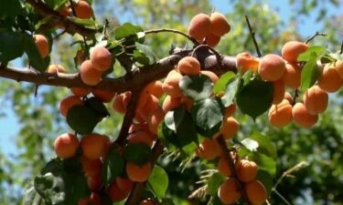 A family-owned farm in Patterson is asking for help after a deal for their summer fruit went sour.