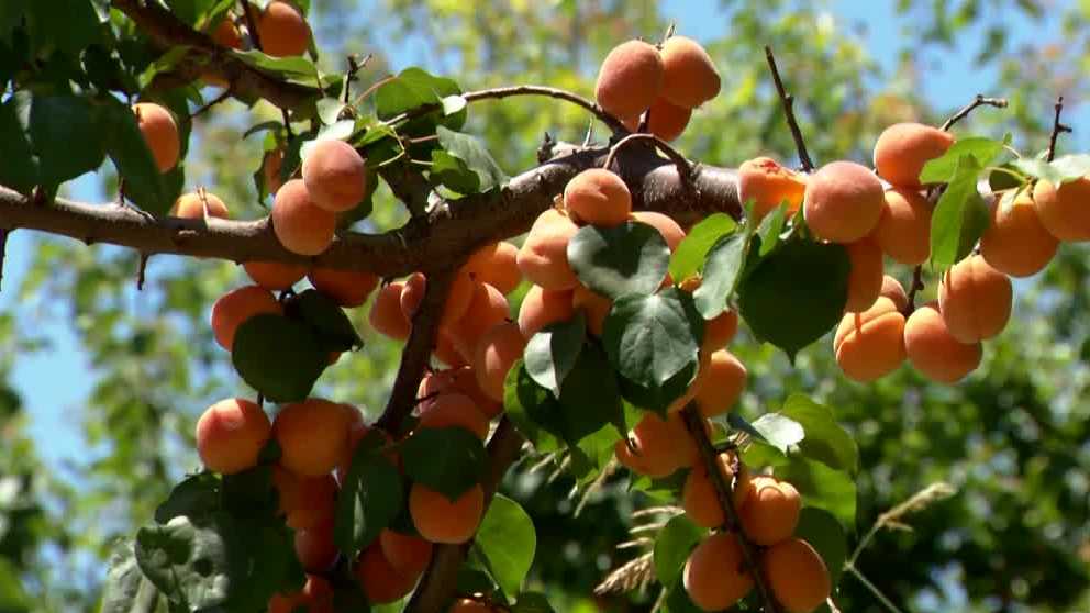 <i>KCRA via CNN Newsource</i><br/>A family-owned farm in Patterson is asking for help after a deal for their summer fruit went sour.