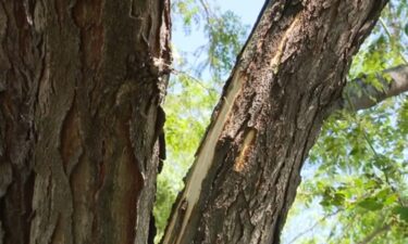 A lightning strike hit a tree in a West Omaha neighborhood