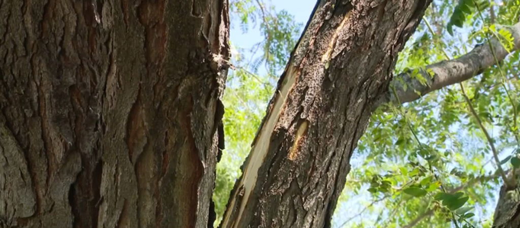 <i>KETV via CNN Newsource</i><br/>A lightning strike hit a tree in a West Omaha neighborhood