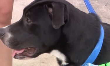 The black mixed-breed dog was found terrified and silent