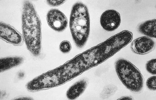 Legionella bacteria
