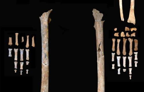 The skull and skeleton of the man from the Thung Binh 1 cave are arranged in their anatomical positions.