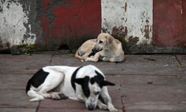 Stray dogs rest on a footpath in New Delhi on August 12.