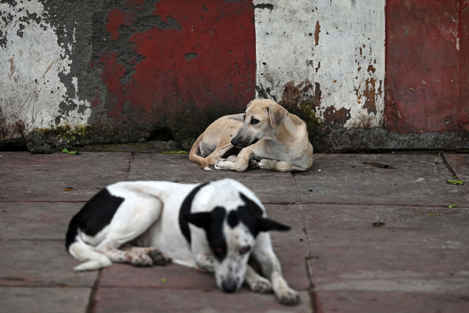 <i>Sajjad Hussain/AFP/Getty Images via CNN Newsource</i><br/>Stray dogs rest on a footpath in New Delhi on August 12.
